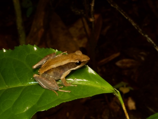 Central Madagascar Frog (Mantidactylus opiparis)