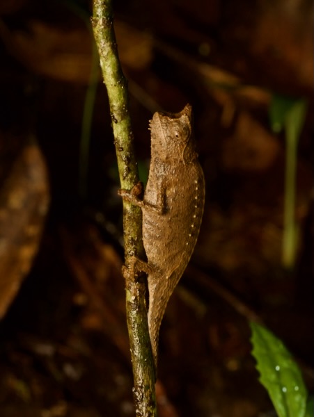 Horned Leaf Chameleon (Brookesia superciliaris)