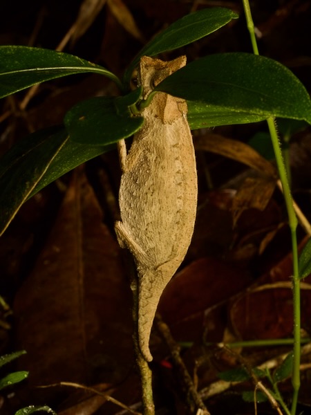 Perinet Leaf Chameleon (Brookesia therezieni)