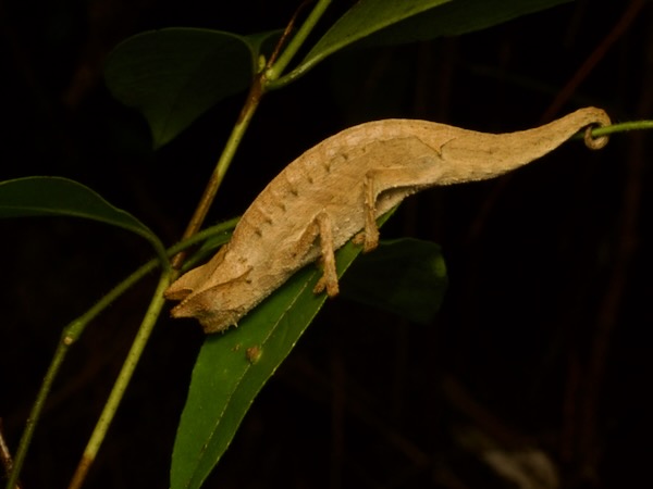 Horned Leaf Chameleon (Brookesia superciliaris)