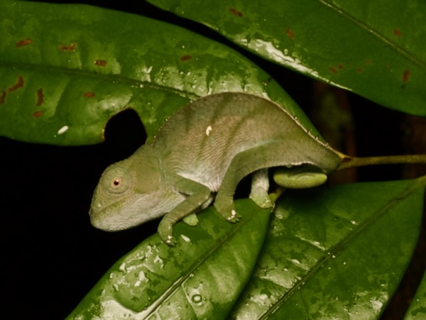 Parson’s Chameleon (Calumma parsonii cristifer)