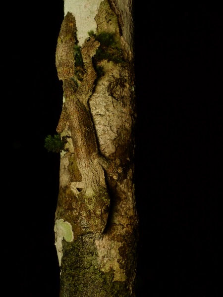 Mossy Leaf-tailed Gecko (Uroplatus sikorae)