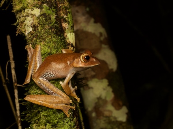 Madagascar Bright-eyed Frog (Boophis madagascariensis)