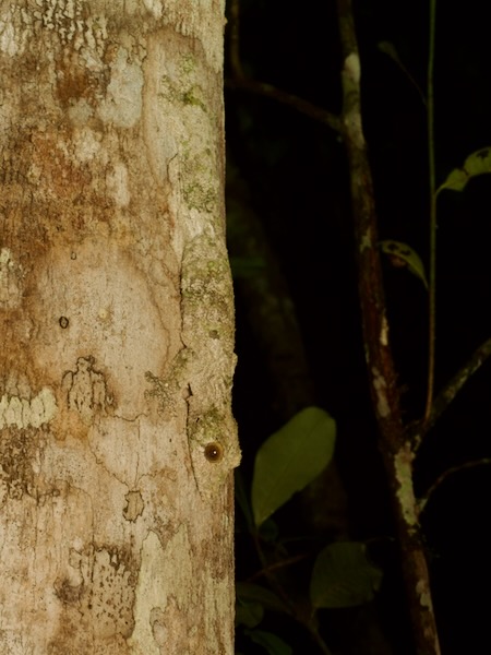 Mossy Leaf-tailed Gecko (Uroplatus sikorae)