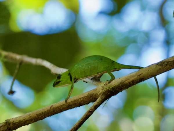 Perinet Chameleon (Calumma gastrotaenia)