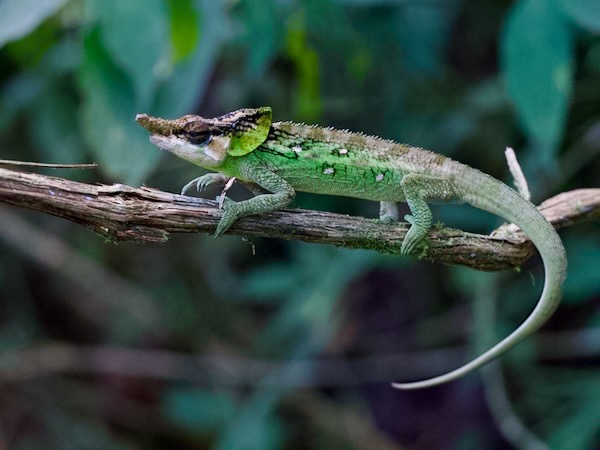 Malthe’s Green-eared Chameleon (Calumma malthe)