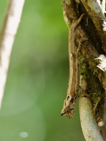 Domergue’s Leaf Chameleon (Brookesia thieli)