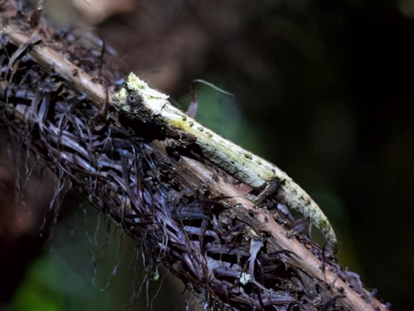 Domergue’s Leaf Chameleon (Brookesia thieli)