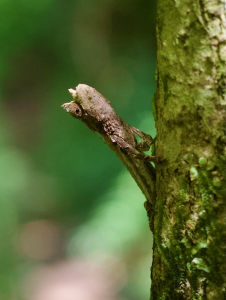 Domergue’s Leaf Chameleon (Brookesia thieli)