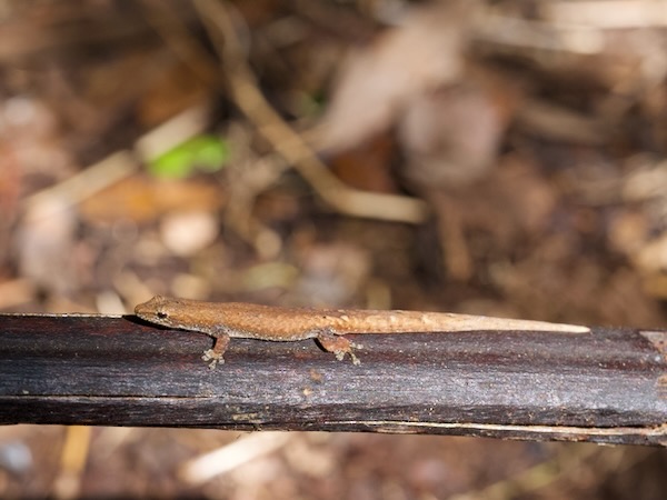 Tiny Dwarf Gecko (Lygodactylus bivittis)