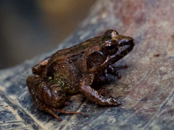 unidentified species (Mantidactylus betsileanus/katae)