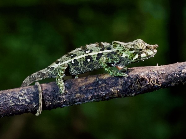 Malthe’s Green-eared Chameleon (Calumma malthe)