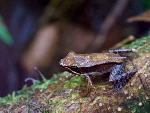 Eastern Madagascar Frog (Mantidactylus albofrenatus)