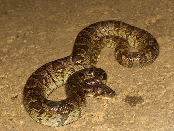 Madagascar Tree Boa (Sanzinia madagascariensis)