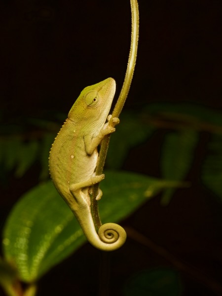 Perinet Chameleon (Calumma gastrotaenia)