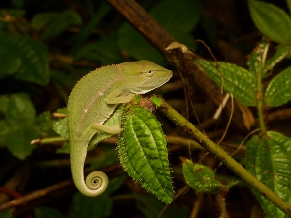 Perinet Chameleon (Calumma gastrotaenia)