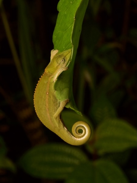 Perinet Chameleon (Calumma gastrotaenia)