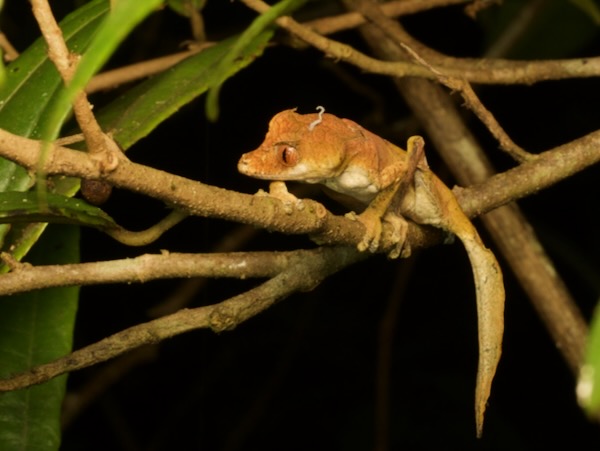 Satanic Leaf-tailed Gecko (Uroplatus phantasticus)