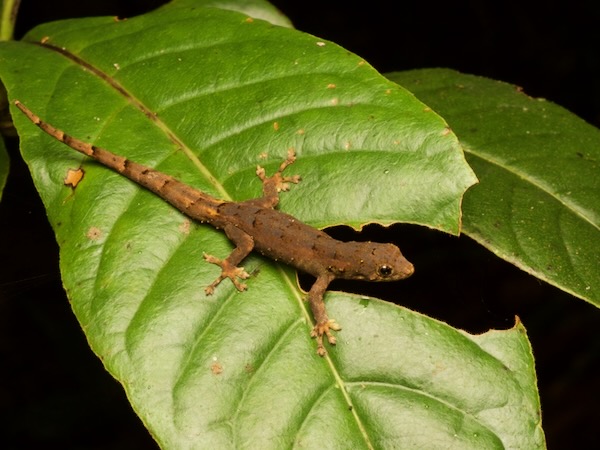 Guibe’s Dwarf Day Gecko (Lygodactylus guibei)