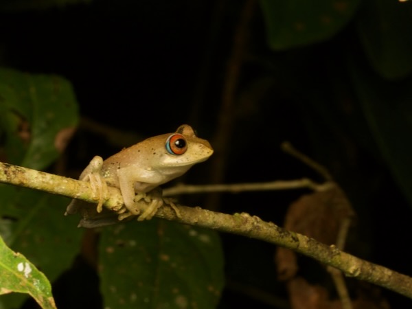 Böhme’s Bright-eyed Frog (Boophis boehmei)