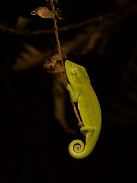 Perinet Chameleon (Calumma gastrotaenia)