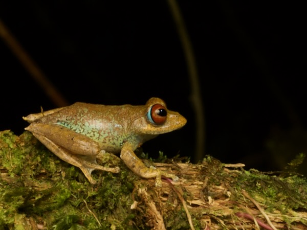 Böhme’s Bright-eyed Frog (Boophis boehmei)