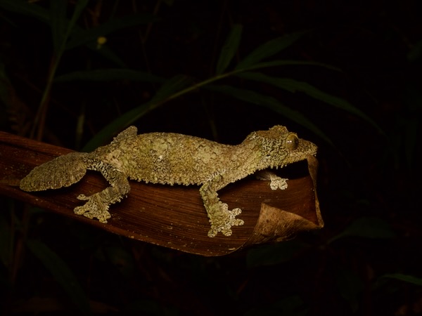 Mossy Leaf-tailed Gecko (Uroplatus sikorae)