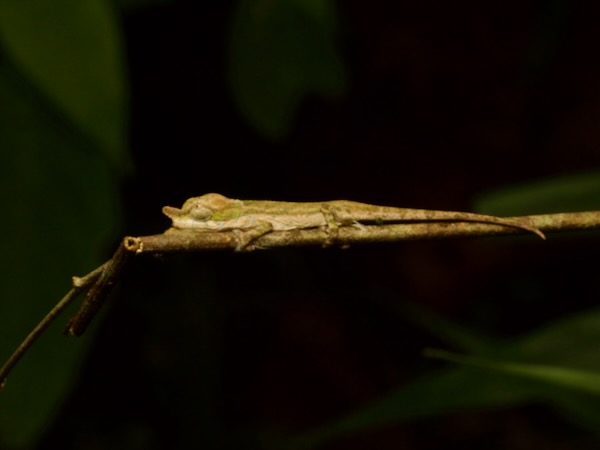 Two-toned Soft-nosed Chameleon (Calumma roaloko)