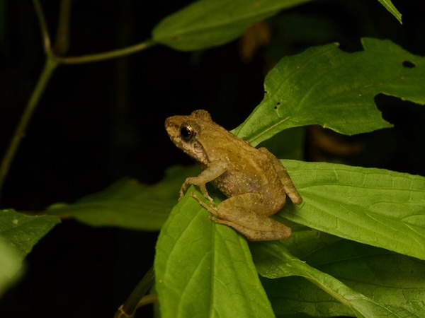 no known English name (Gephyromantis mitsinjo)