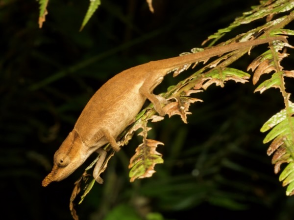 Two-toned Soft-nosed Chameleon (Calumma roaloko)