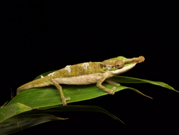 Two-toned Soft-nosed Chameleon (Calumma roaloko)