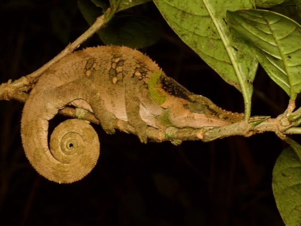 Malthe’s Green-eared Chameleon (Calumma malthe)