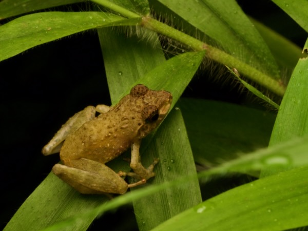 no known English name (Gephyromantis mitsinjo)