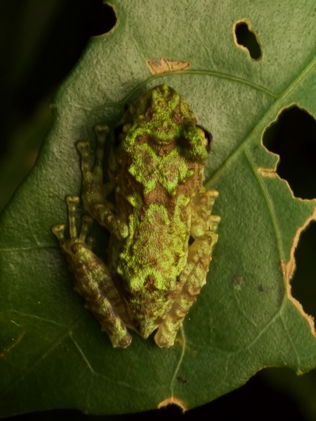 Anamalozoatra Madagascar Frog (Spinomantis aglavei)