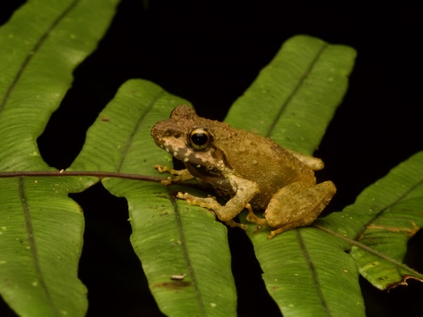 no known English name (Gephyromantis mitsinjo)