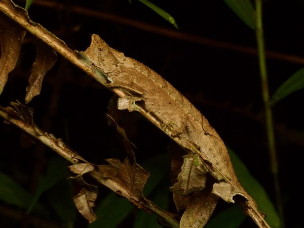 Perinet Leaf Chameleon (Brookesia therezieni)