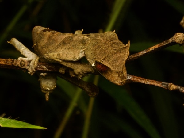 Satanic Leaf-tailed Gecko (Uroplatus phantasticus)