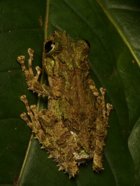 Anamalozoatra Madagascar Frog (Spinomantis aglavei)