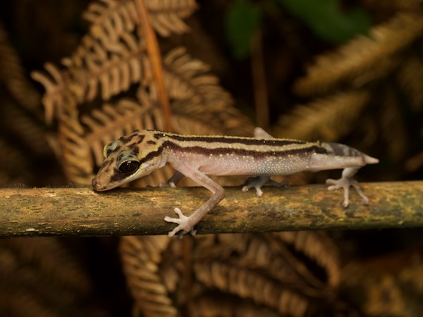 Graceful Madagascar Ground Gecko (Paroedura gracilis)