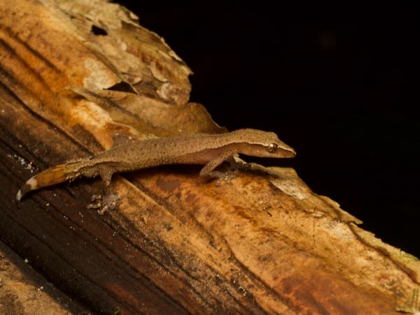 Greater Clawless Gecko (Ebenavia robusta)