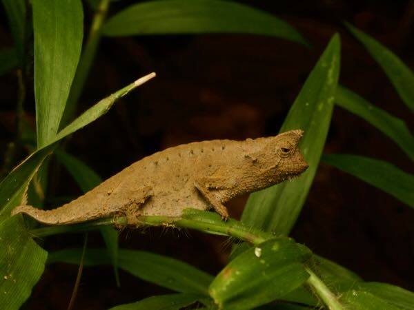 Horned Leaf Chameleon (Brookesia superciliaris)