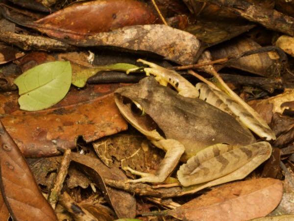 Madagascar Jumping Frog (Aglyptodactylus madagascariensis)