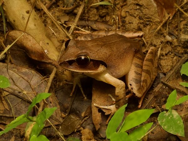 Madagascar Jumping Frog (Aglyptodactylus madagascariensis)