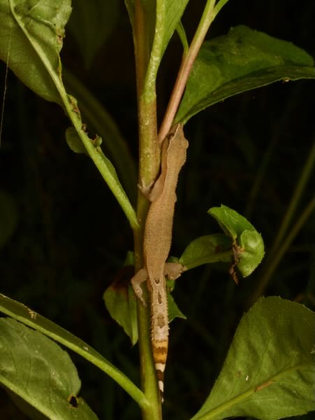 Greater Clawless Gecko (Ebenavia robusta)