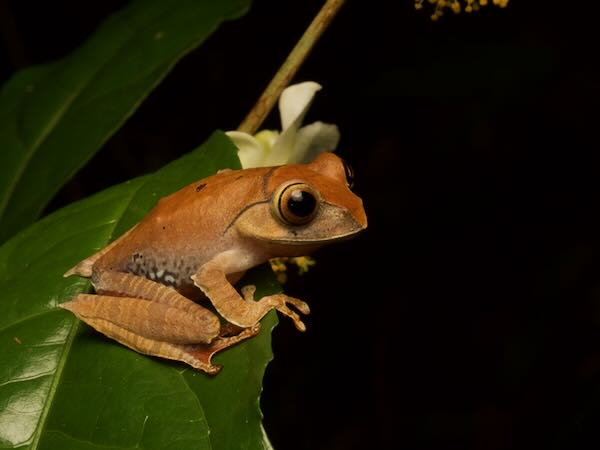 Madagascar Bright-eyed Frog (Boophis madagascariensis)