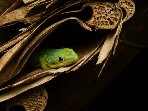 Lined Day Gecko (Phelsuma lineata lineata)