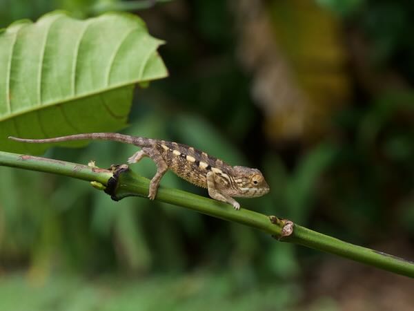 Panther Chameleon (Furcifer pardalis)