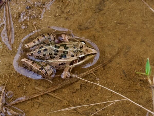 Mascarene Ridged Frog (Ptychadena mascareniensis)