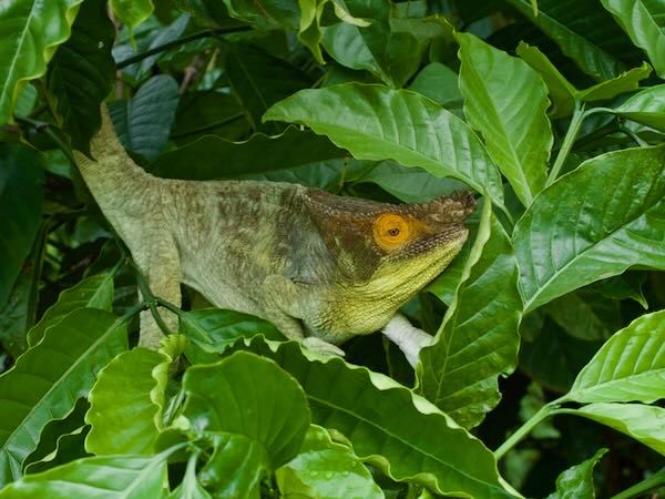 Parson’s Chameleon (Calumma parsonii parsonii)