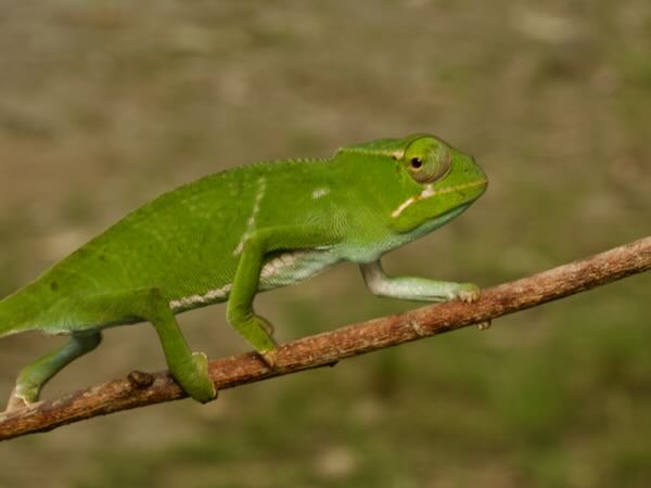 Fork-nosed Chameleon (Furcifer bifidus)